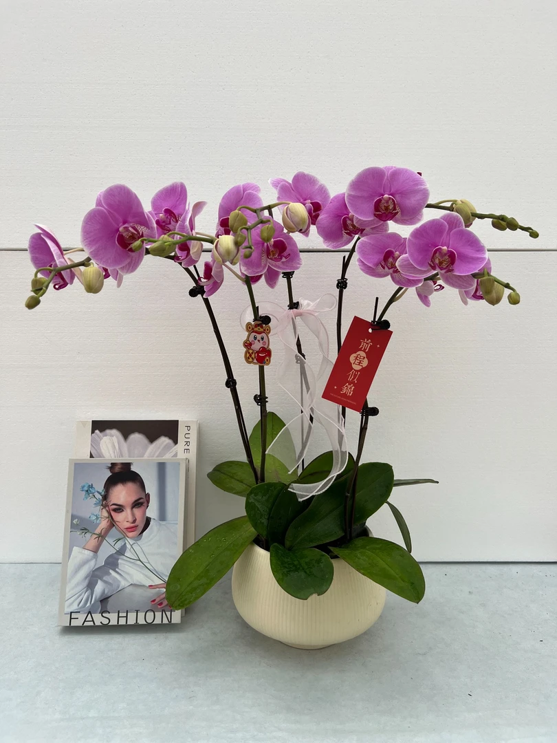 蝴蝶兰【海洋之恋】鲜花盆栽室内观赏花花佛山基地直发好养易活