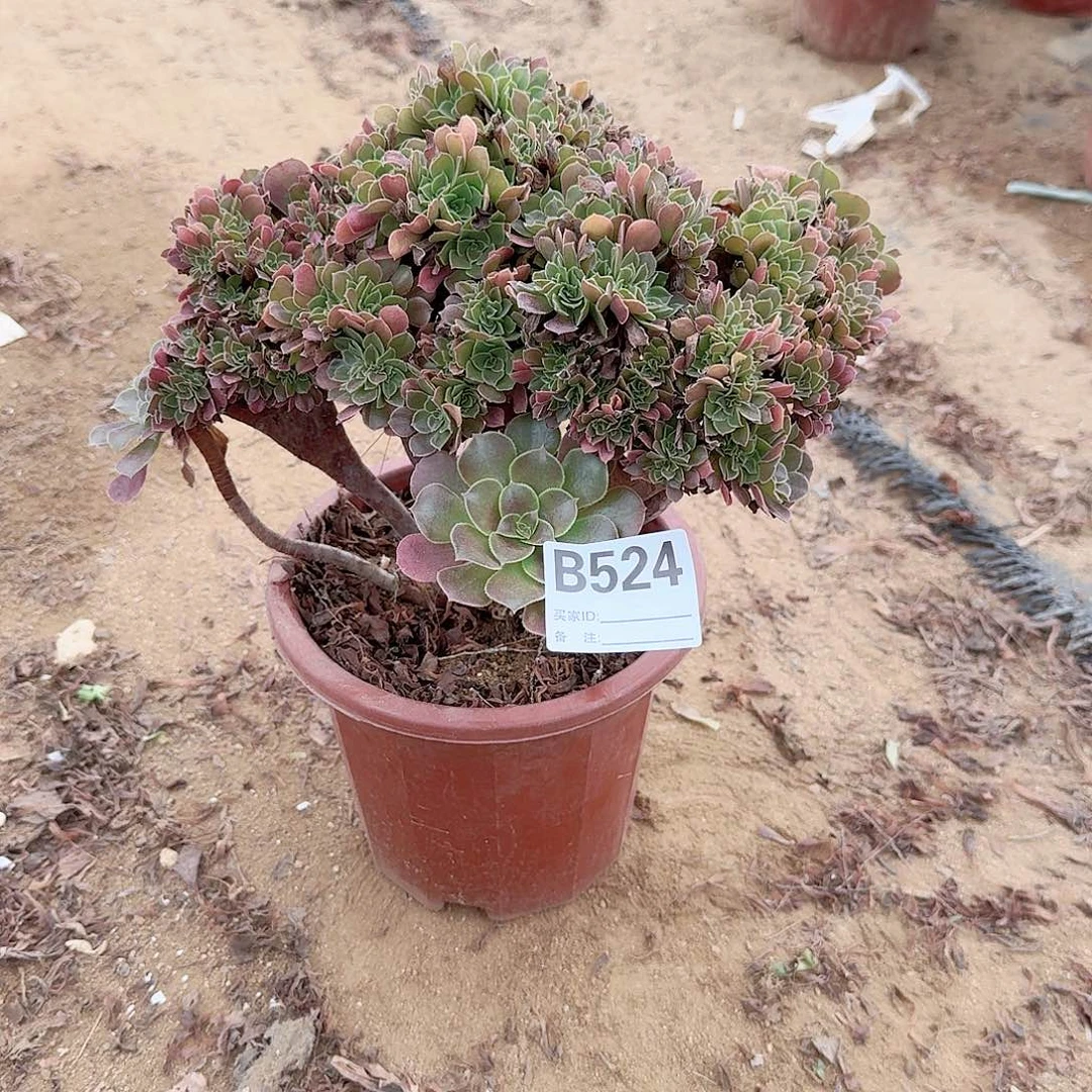 524火玫瑰朵朵一颗有伤