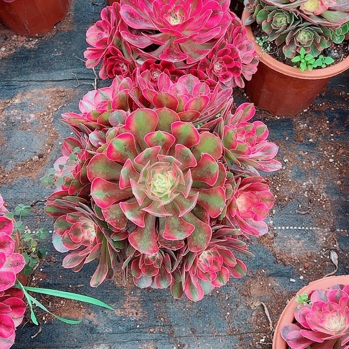 香妃多肉植物大战僵尸