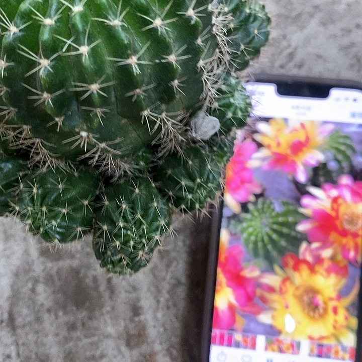火凤凰丽花，368999
