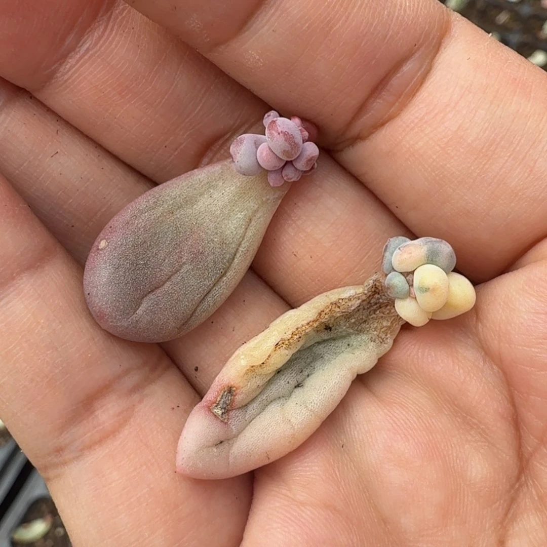 。**.新香水锦奶靠近