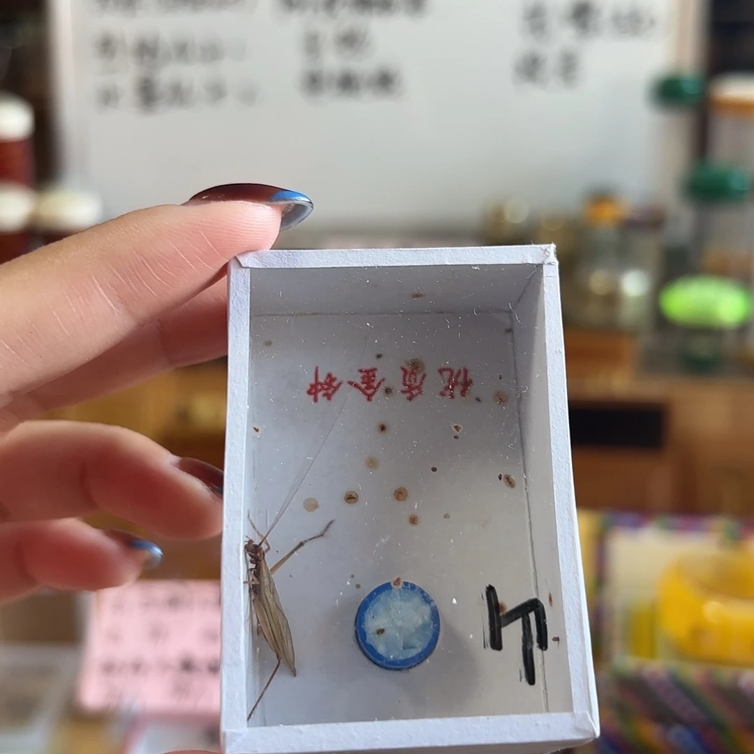 红山一条 不包断须尾