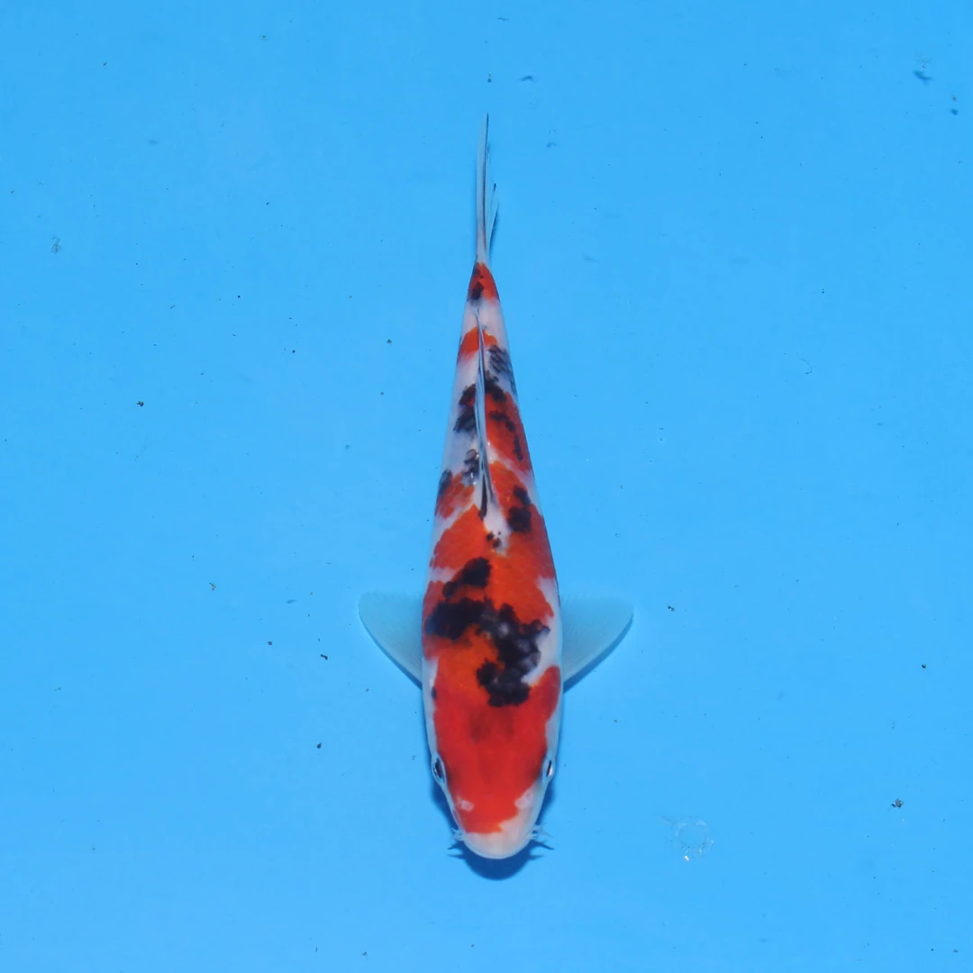 日本名场进口锦鲤/务必索取视频以确保品质（运费到付不包邮）