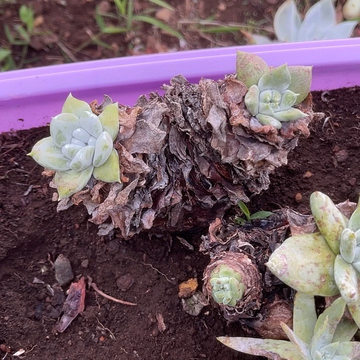 仙女杯系列多肉植物