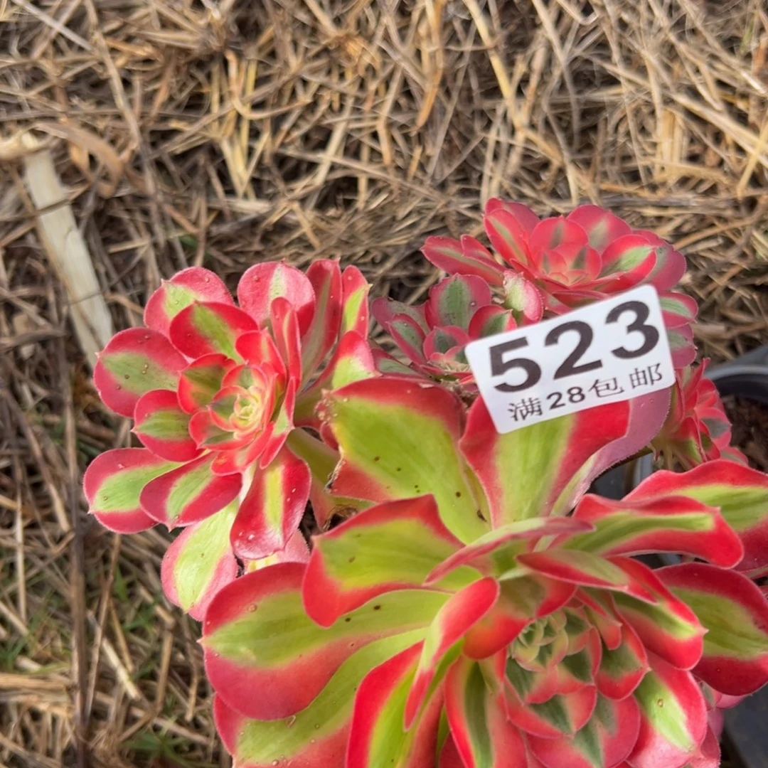 多肉植物523七彩石