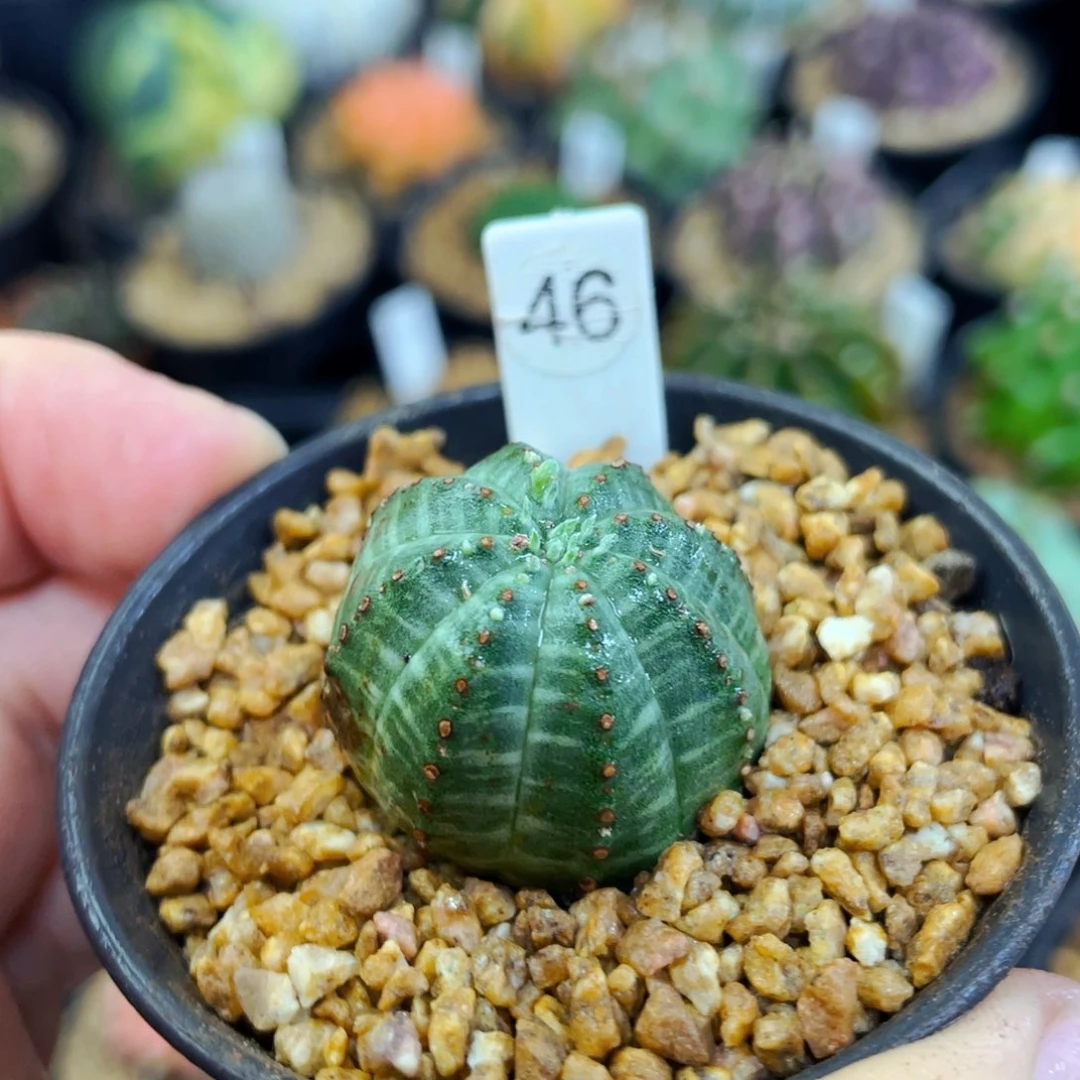 布纹球盆5公分满25包邮裸根发货