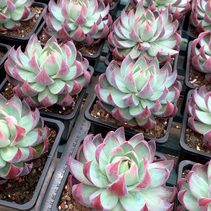 惊鸿仙子19.9脱土发货