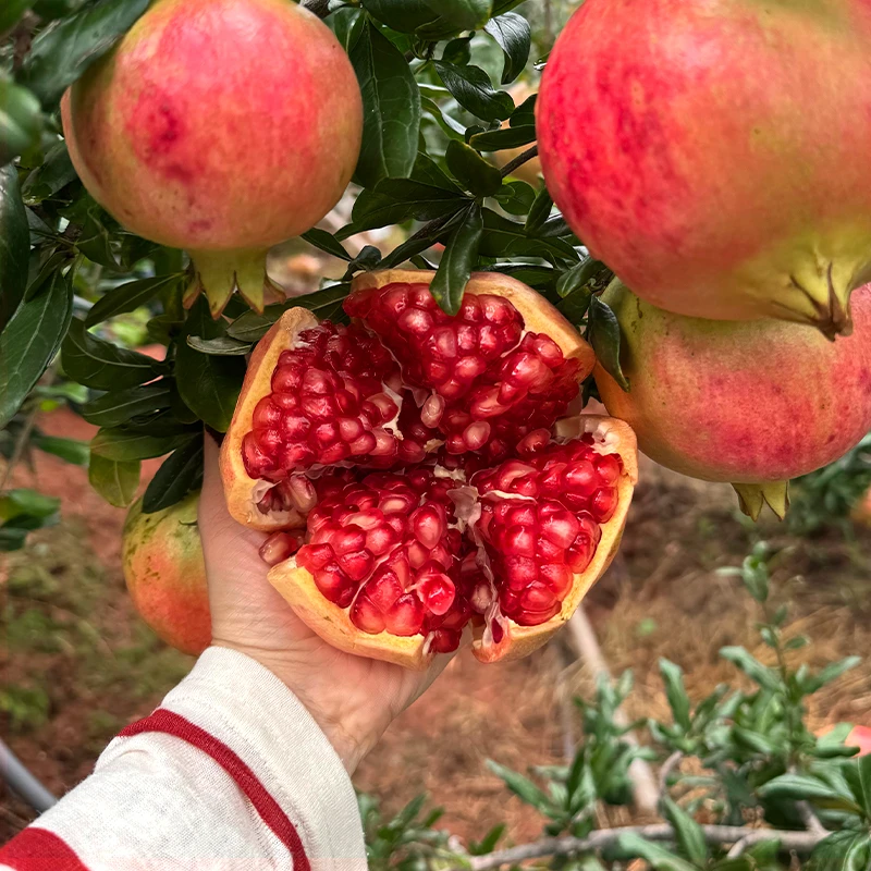 【坏果包赔】正宗四川会理石榴鲜甜应季水果香甜饱满采摘新鲜营养sc