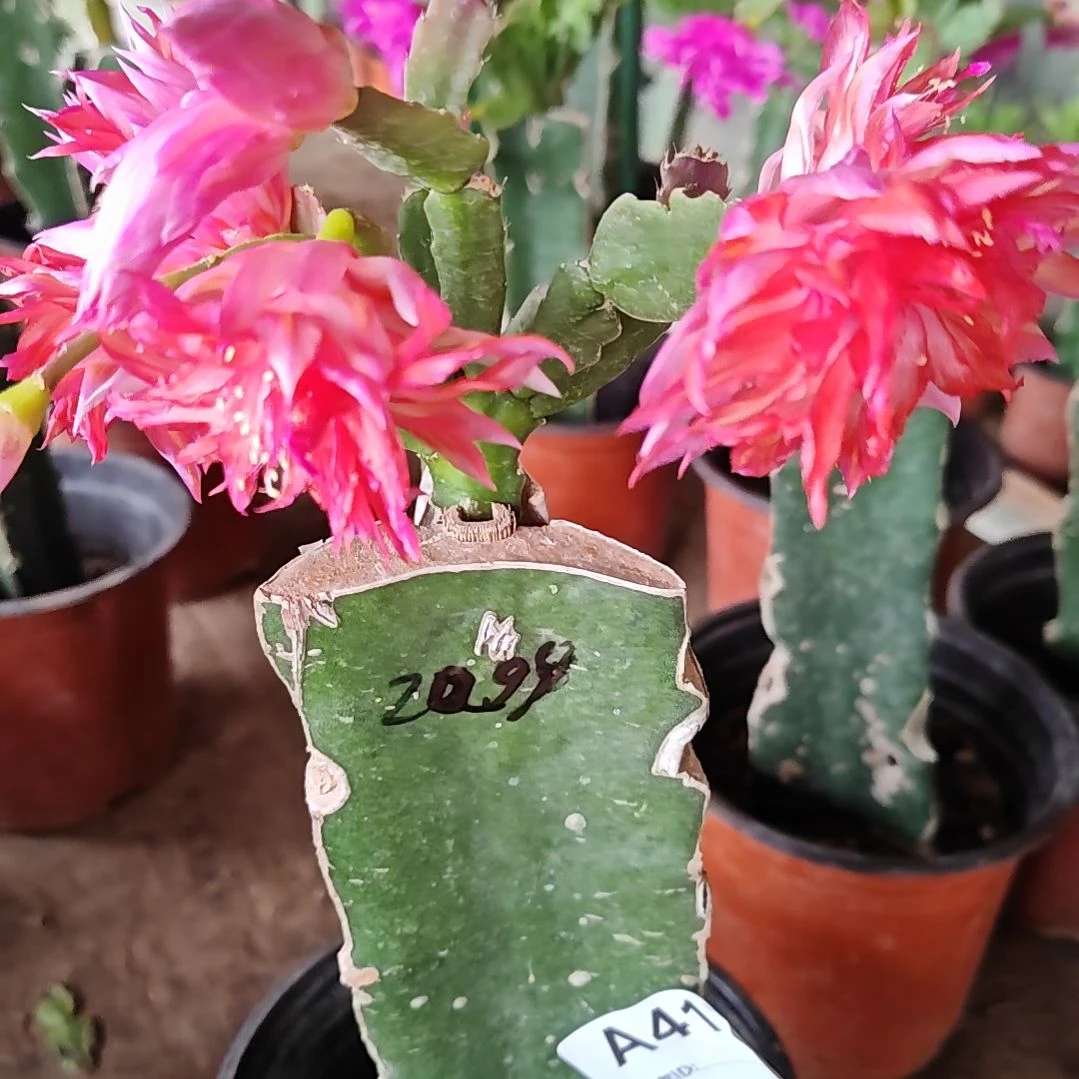 2099红重瓣脱土脱盆易掉芽苞417