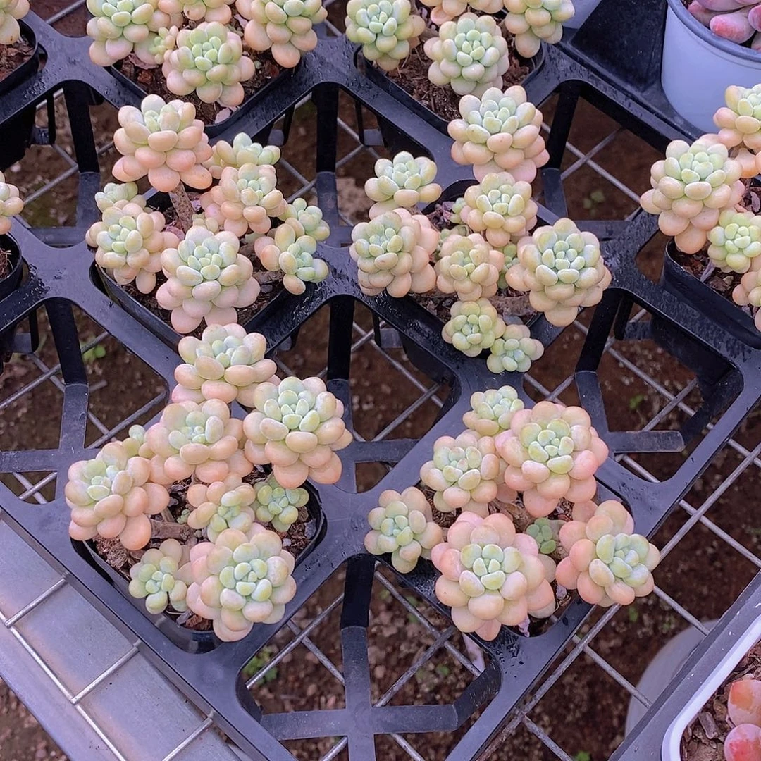 0730-黑方洛可可群福利一颗量拍