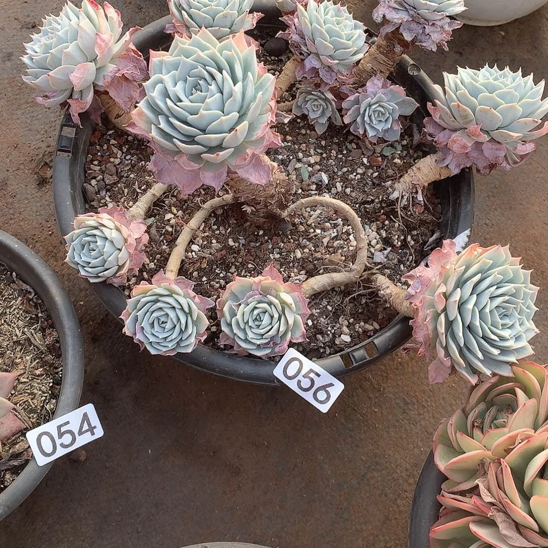 056 一物一拍多肉