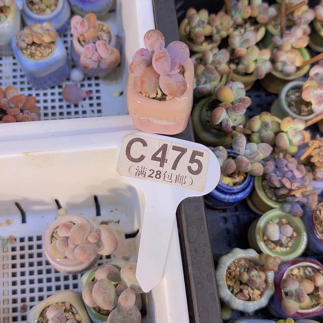 C475粉红女郎一物一拍