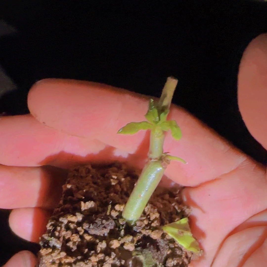块根植物块根植物