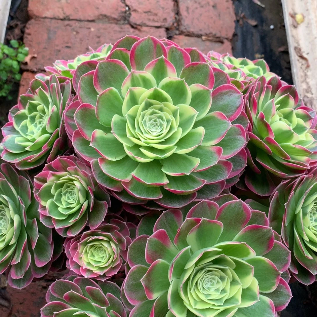 水中月，多肉植物的