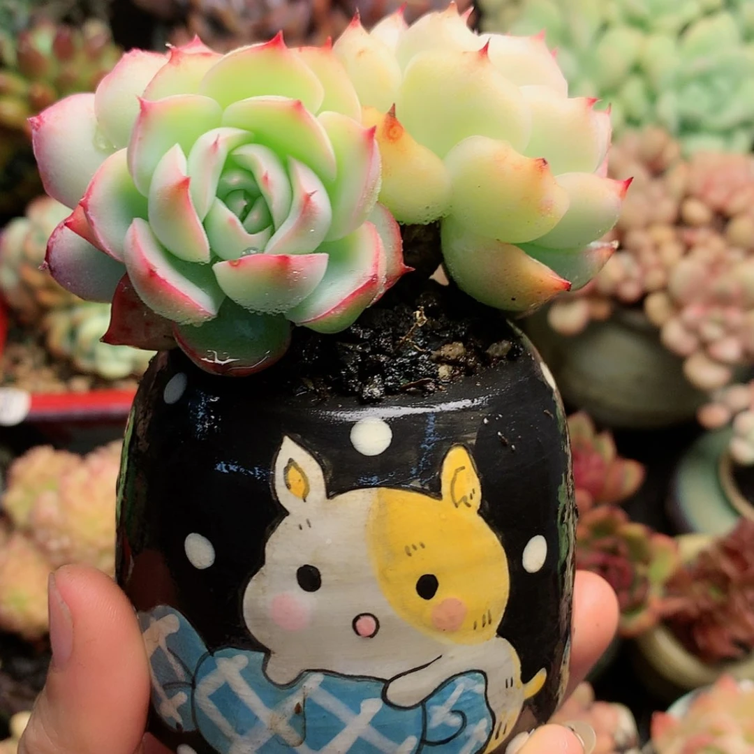 【闪购商品】亦草带盆