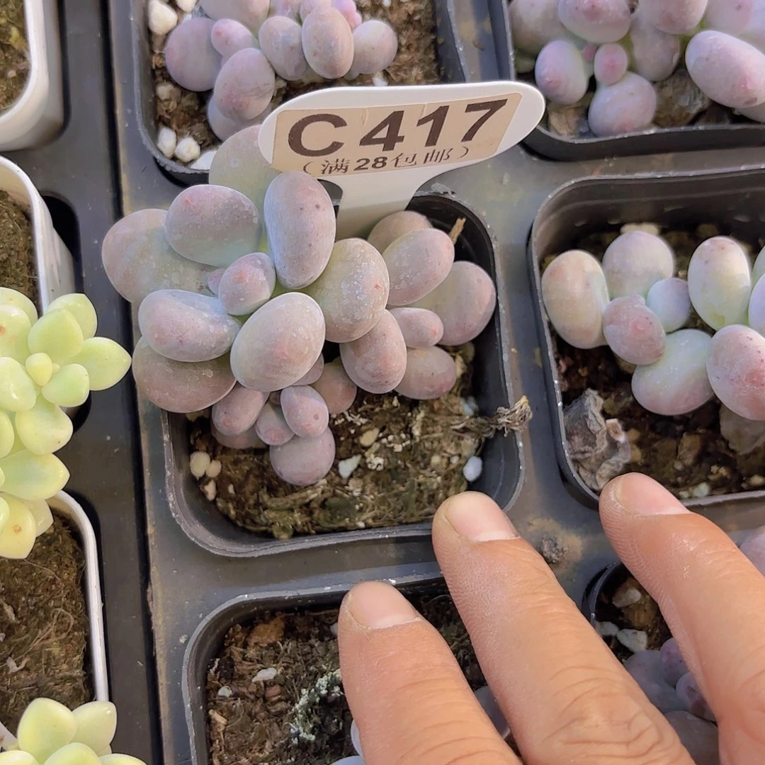 C417彩虹奶一物一拍