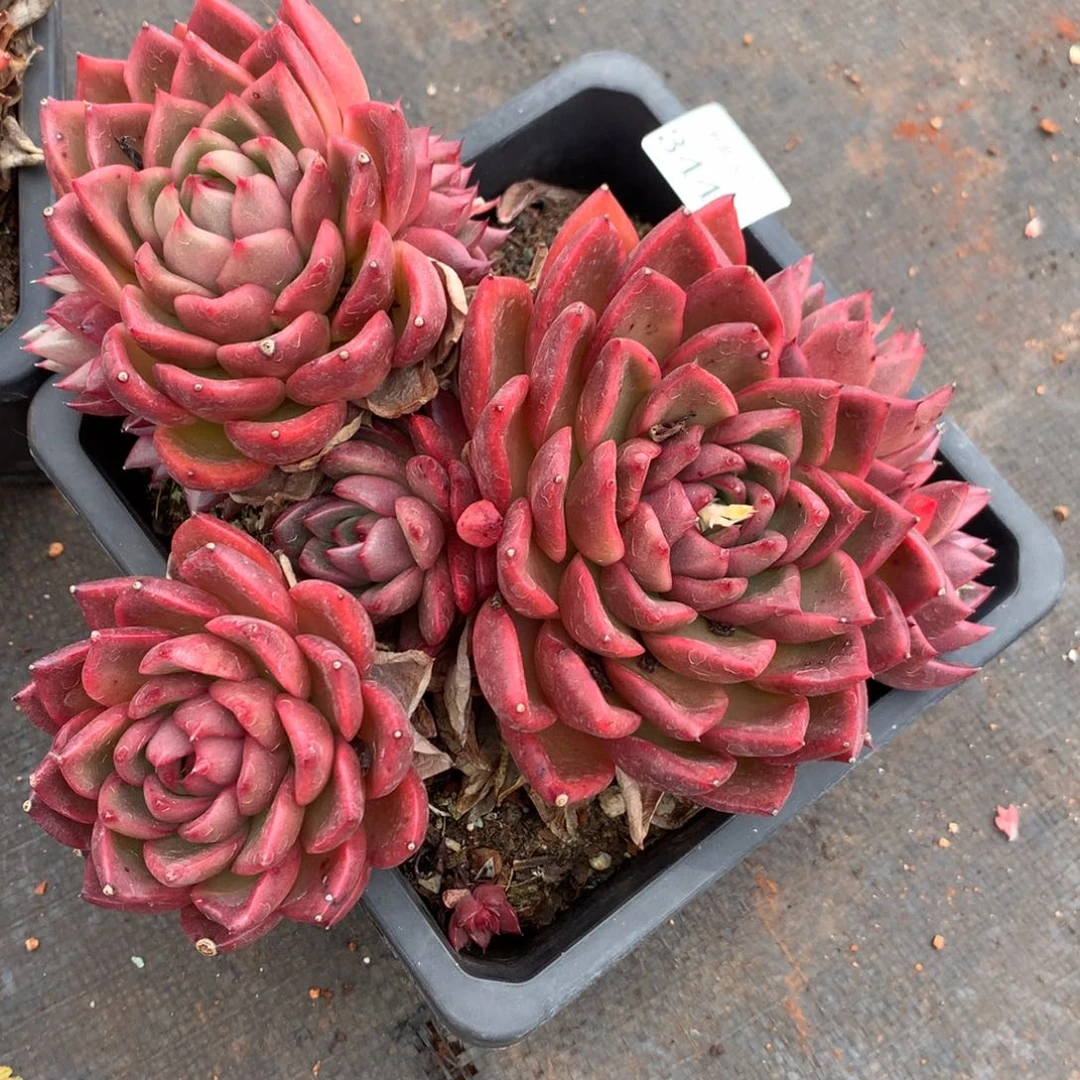 3440新年快乐发发发