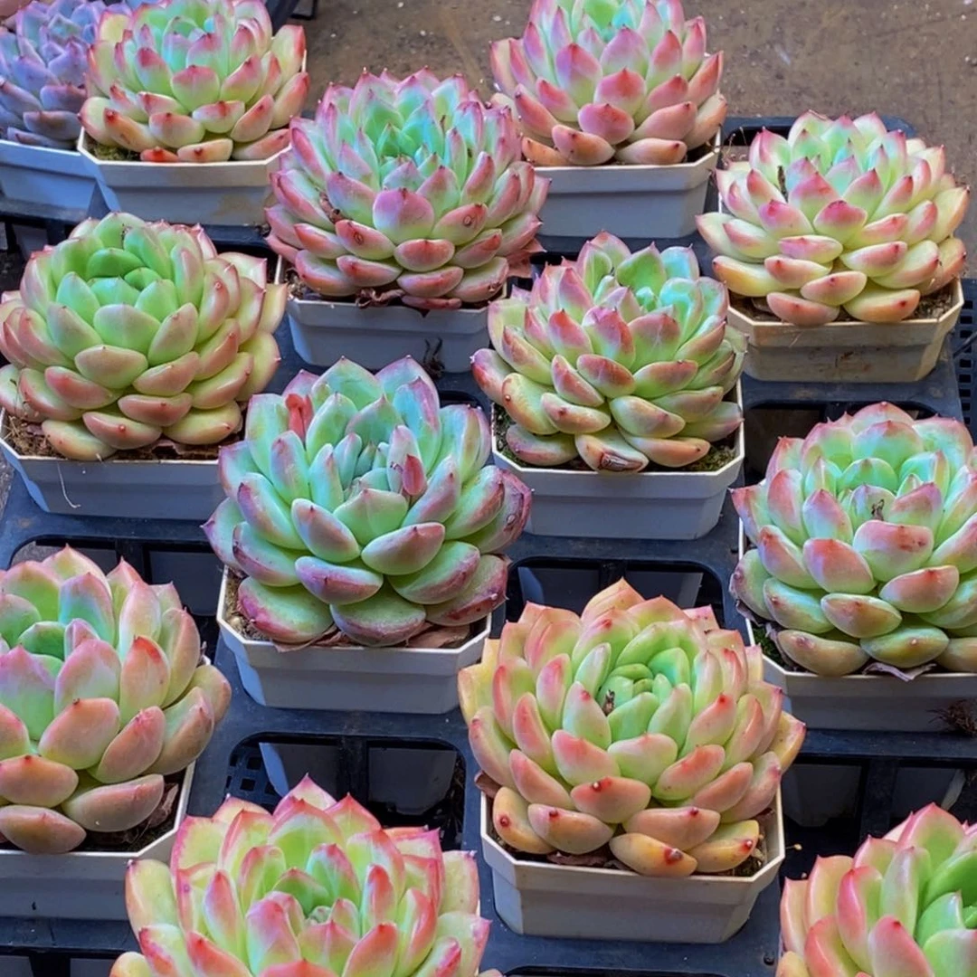 122多肉植物保护研究所所长