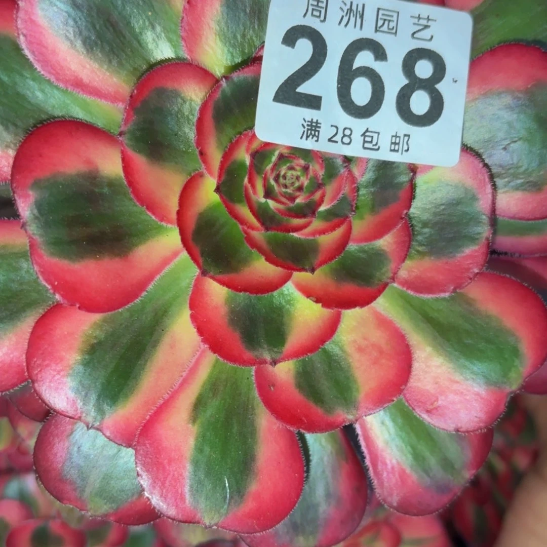 流**叶寄养发货26811111