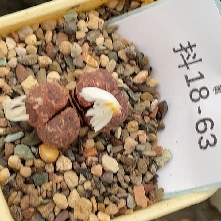 M***u18-63肉锥多肉植物