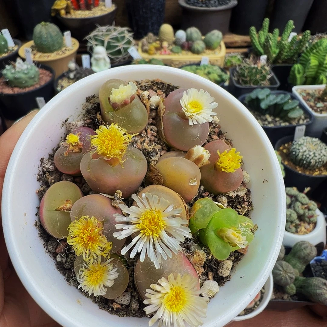 毛汗尼整盆带盆发货