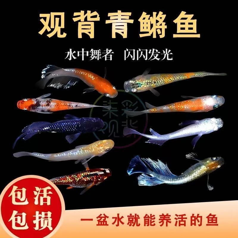 渔场自有品种目录大全