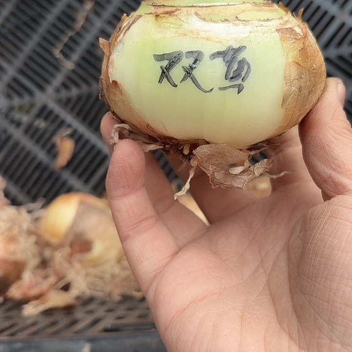 无花朵双黄朱顶红进口球直径8cm