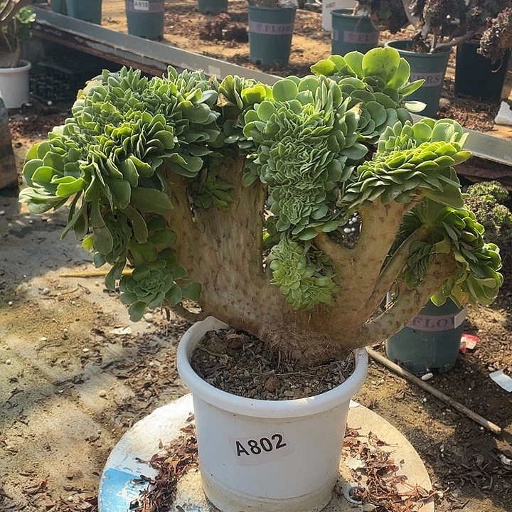 A802绿羊绒缀化65-1脱土包邮