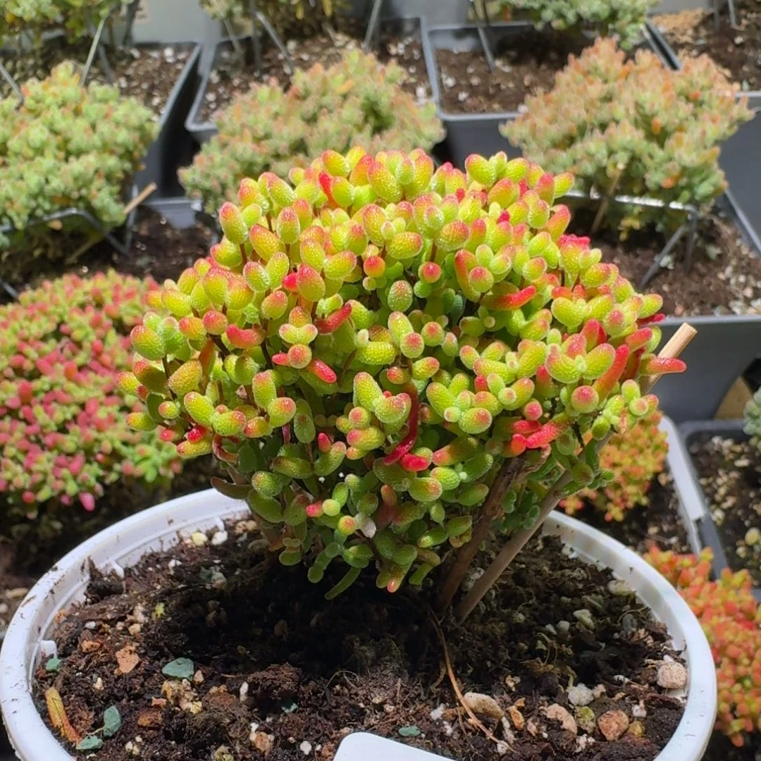 枝干番杏蜜桔糖球519