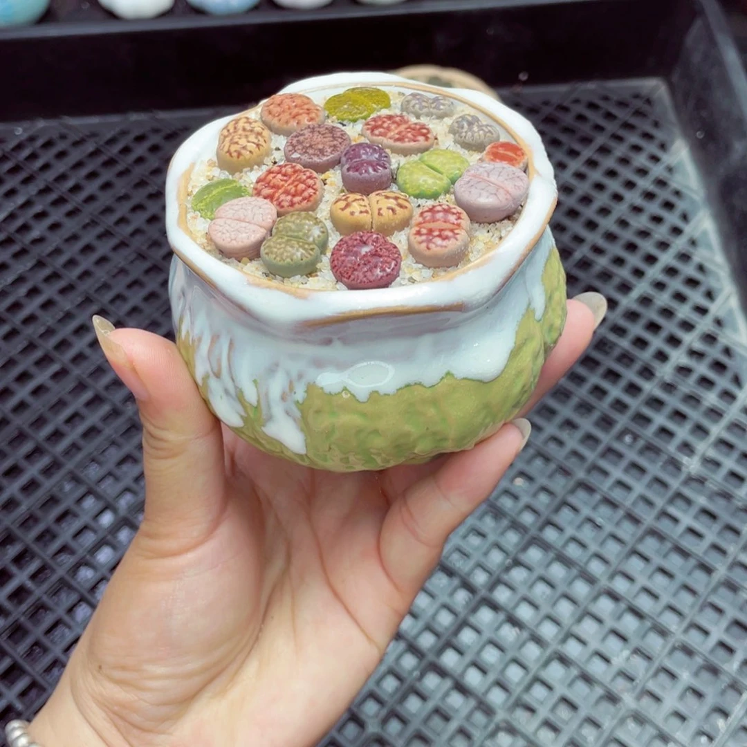 w1392 带盆土发货一物一拍