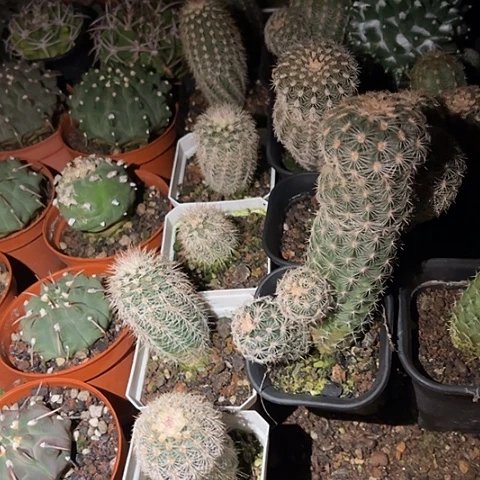 梦***园实生皇冠虾群生植物