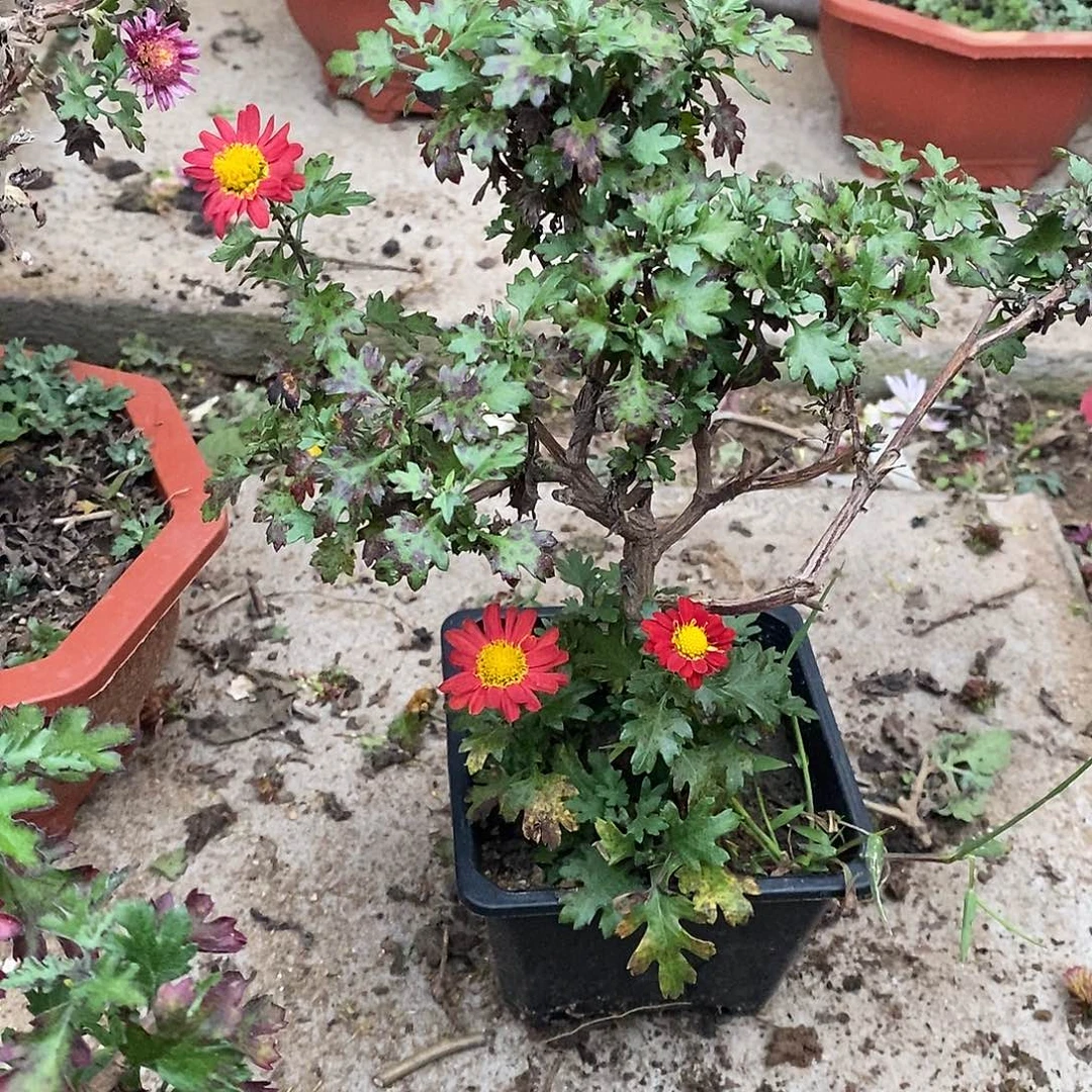 忘***记完全开放盆景菊花
