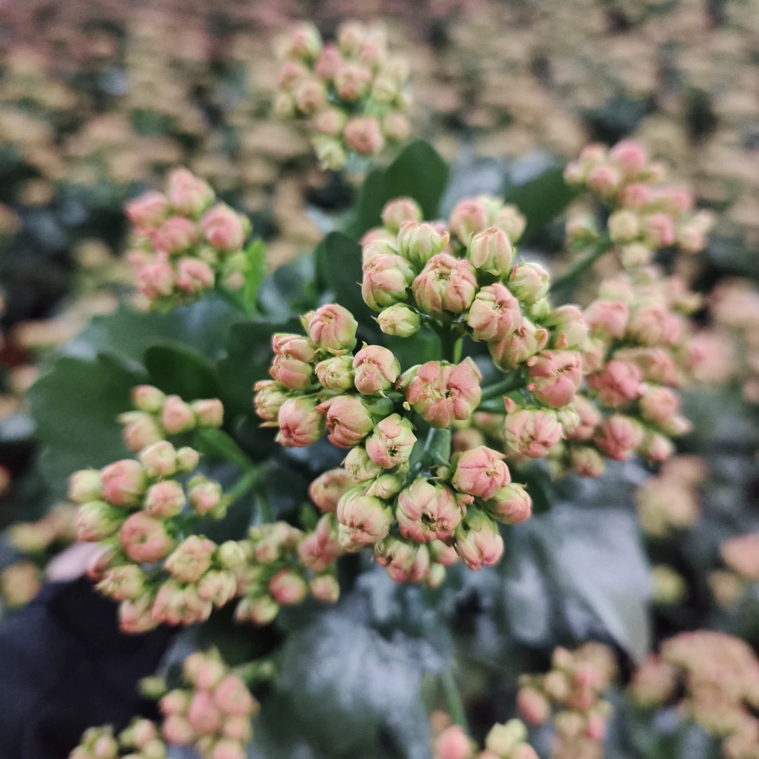 (芭比橙)新品重瓣130盆长寿花