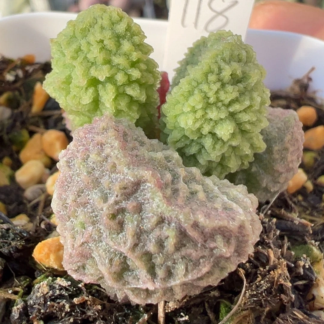 脑纹刺款新品多肉植物水泡