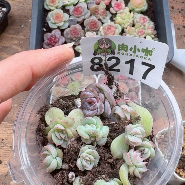 用****7多肉植物多肉植物