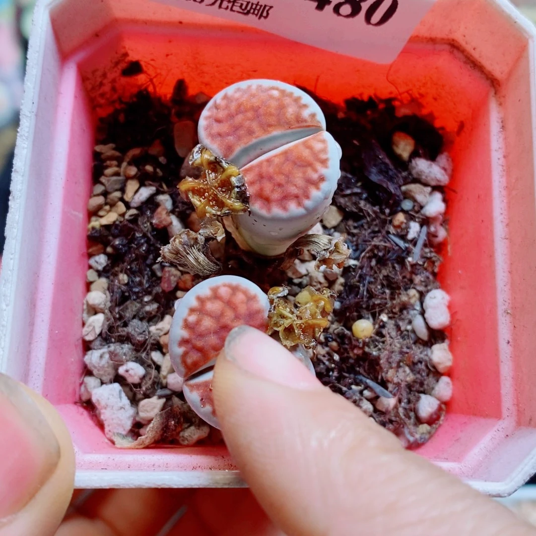 生石花花花哈哈哈哈哈哈480