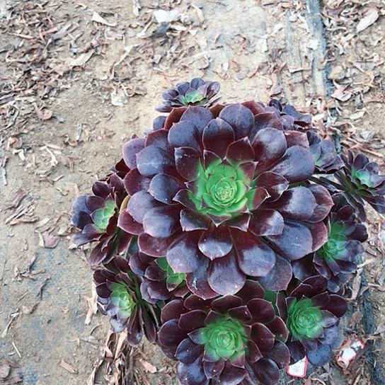 清***河赤焰莲法师000000027