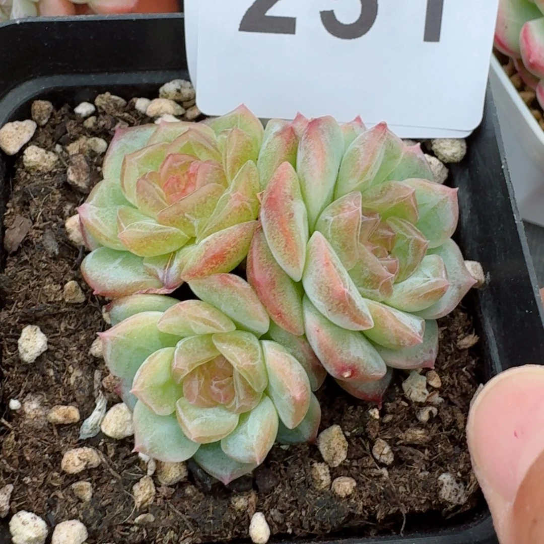 无尽灯            精美多肉植物