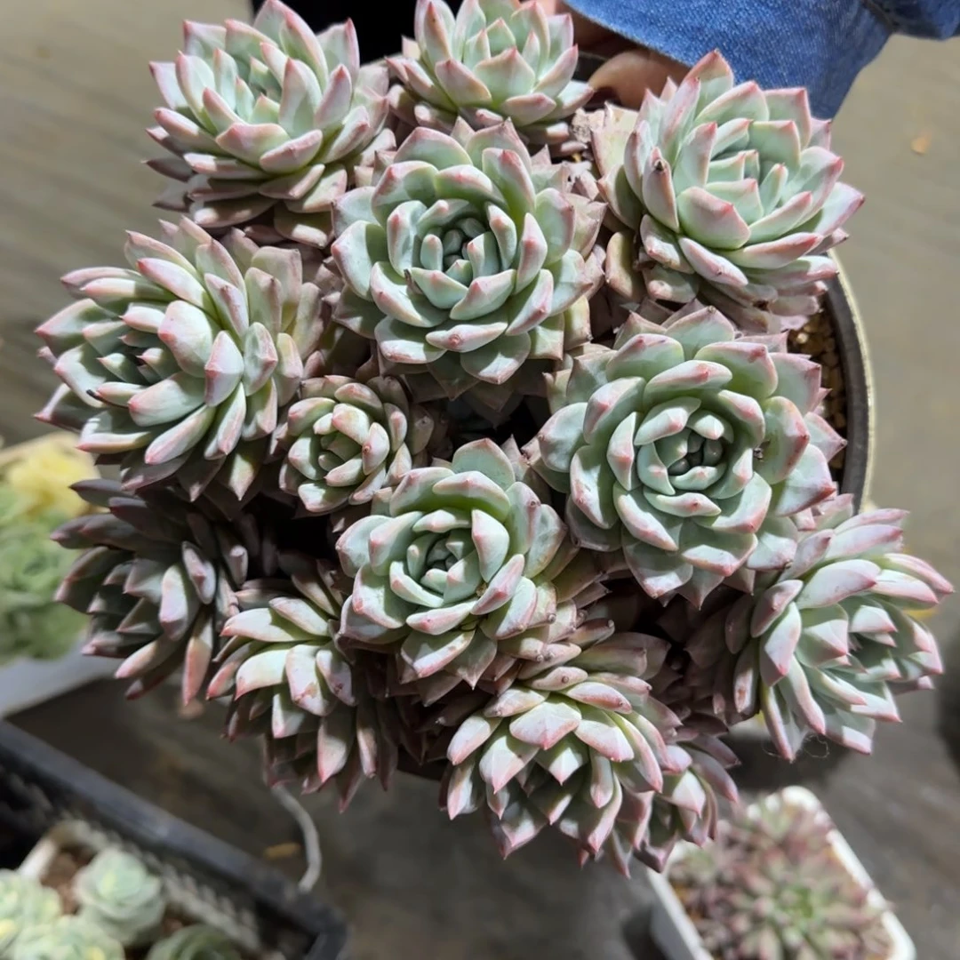 粉蓝鸟大群多肉植物
