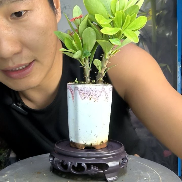 蓝***客中青园艺一物一拍4