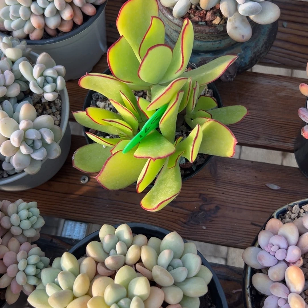 o**h多肉植物一物一拍