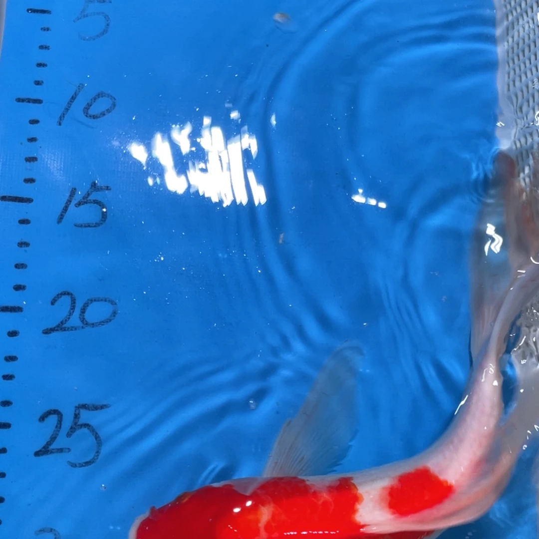 锦鲤锦鲤包邮包售后