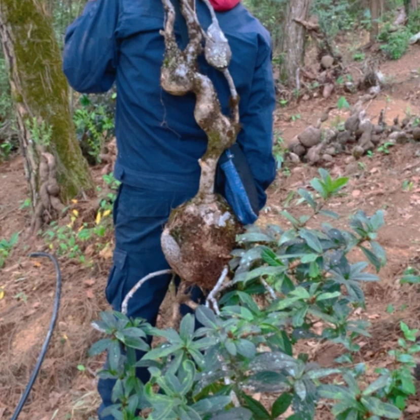 【闪购商品】无花朵