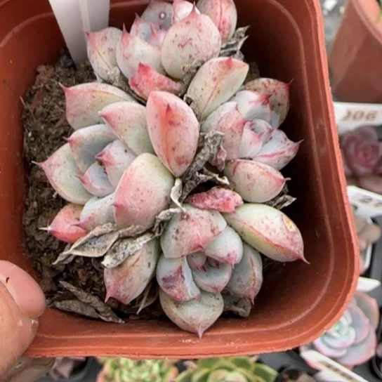 24安娜珍妮多肉植物多