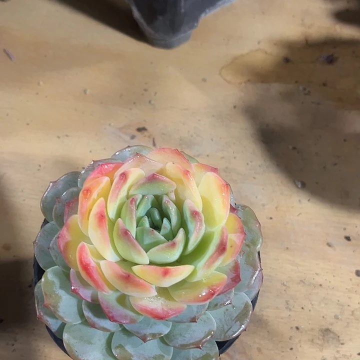 平**福鑫伟多肉杂交0581