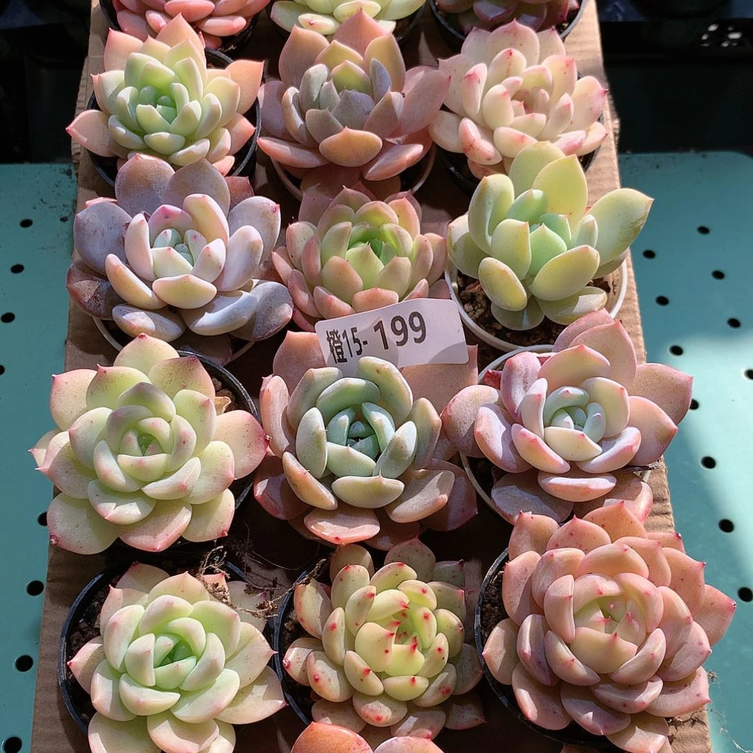 15-199一物一拍带盆18颗。