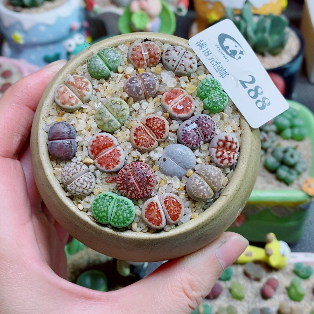 生石花花花花花花花288