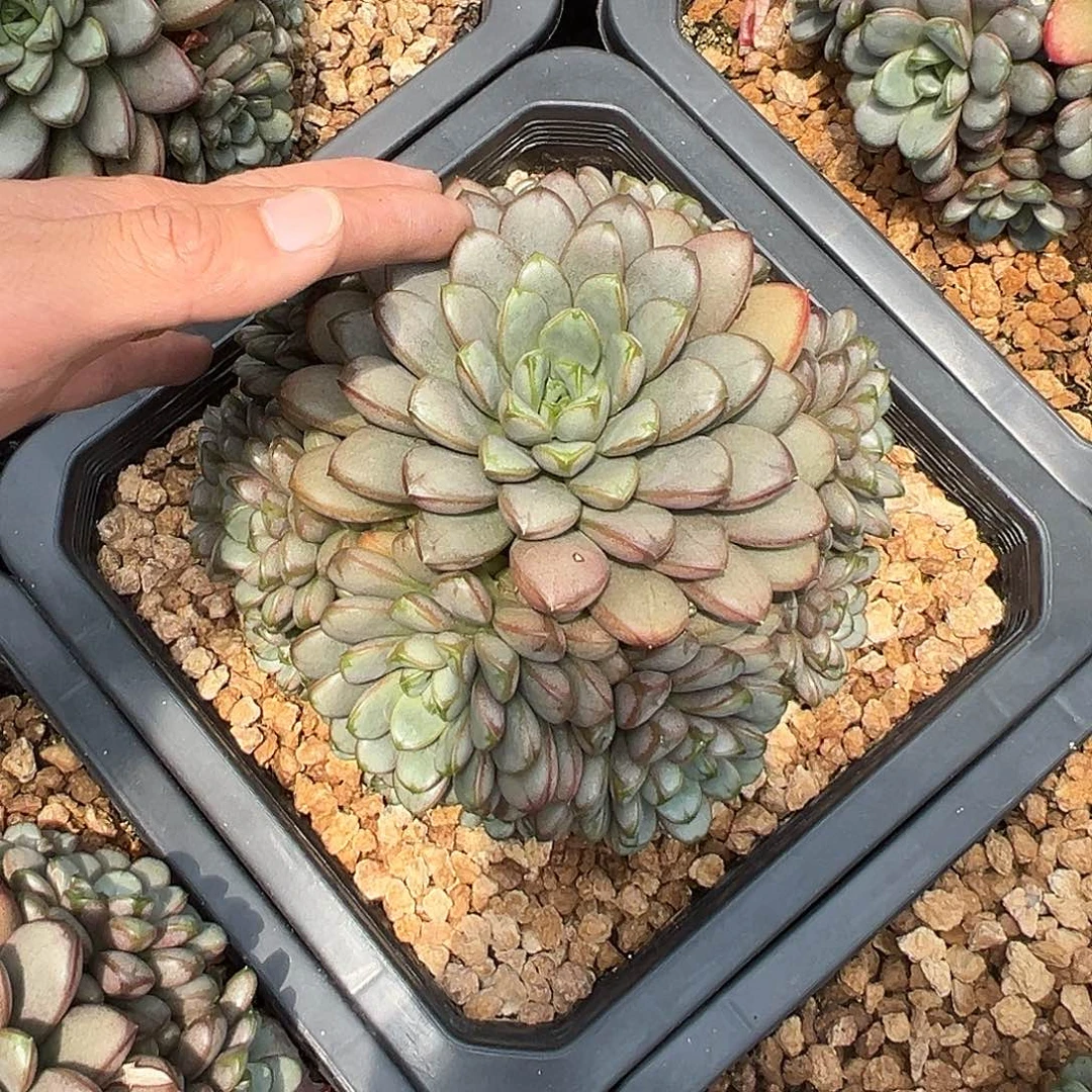 葡萄00000000000000