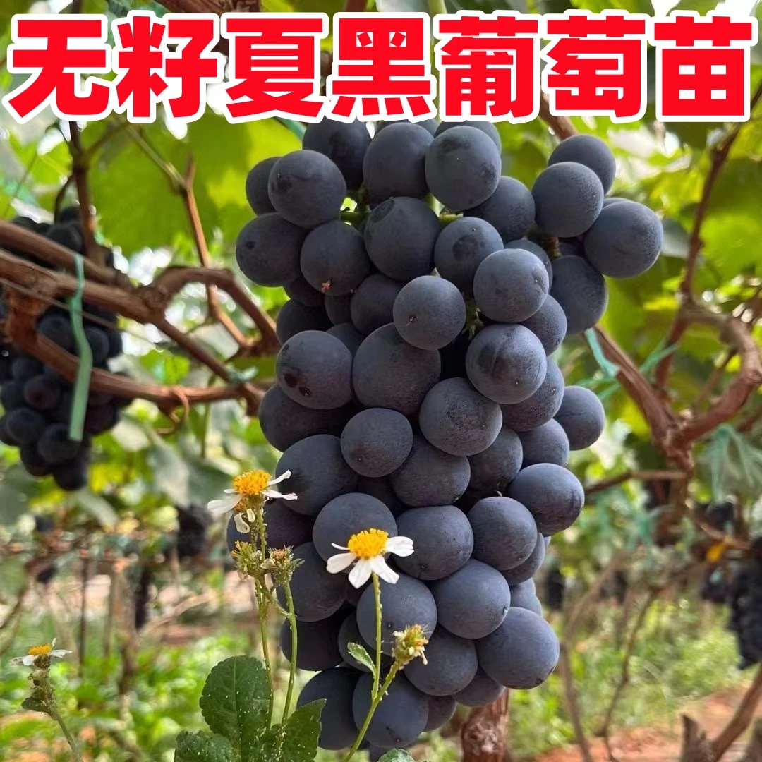 夏黑葡萄树苖高甜无核葡萄苗耐寒庭院爬藤无籽葡萄树南方北方种植