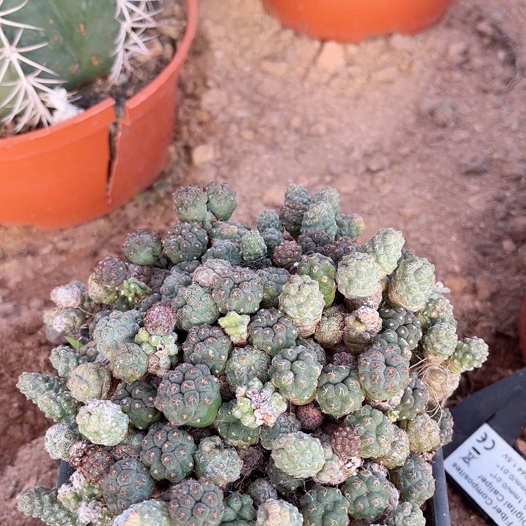 足球团扇老庄一一一一一一